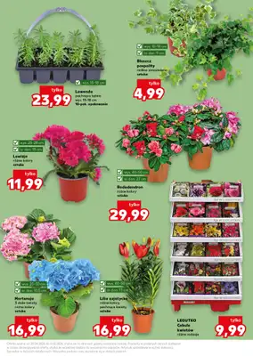 Kaufland - gazetka promocyjna Oferta Kaufland - Ogród od środy 29.04 do środy 06.05 - strona 11