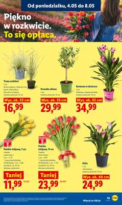 Lidl - gazetka promocyjna Oferta od poniedziałku od poniedziałku 04.05 do środy 06.05 - strona 85