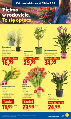 Lidl - gazetka promocyjna Oferta od poniedziałku od poniedziałku 04.05 do środy 06.05 - strona 83