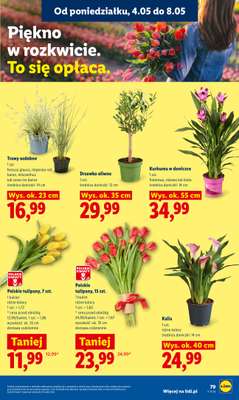 Lidl - gazetka promocyjna Oferta od poniedziałku od poniedziałku 04.05 do środy 06.05 - strona 83