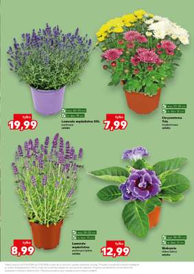 Kaufland - gazetka promocyjna Oferta Kaufland - Ogród od czwartku 21.05 do środy 27.05 - strona 11