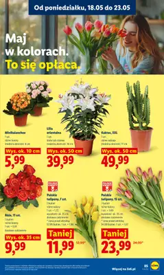 Lidl - gazetka promocyjna Oferta od poniedziałku od poniedziałku 18.05 do środy 20.05 - strona 83