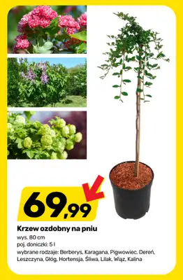 Bricomarche - gazetka promocyjna Drzewka, krzewy i kwiaty od środy 27.05 do soboty 30.05 - strona 2