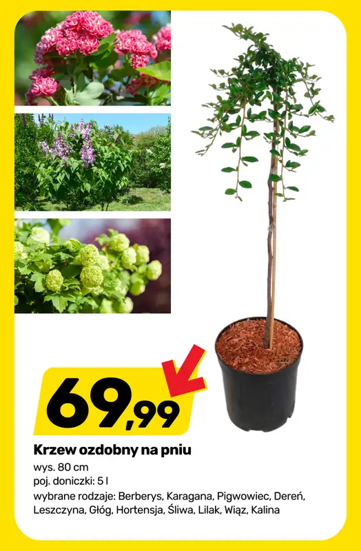 Bricomarche - gazetka promocyjna Drzewka, krzewy i kwiaty od środy 27.05 do soboty 30.05 - strona 2