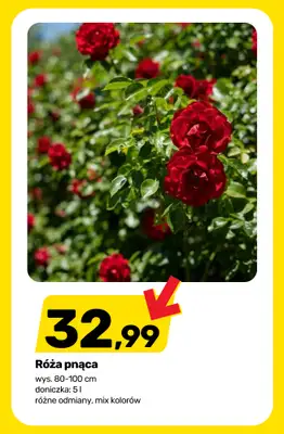 Bricomarche - gazetka promocyjna Drzewka, krzewy i kwiaty od środy 27.05 do soboty 30.05 - strona 9