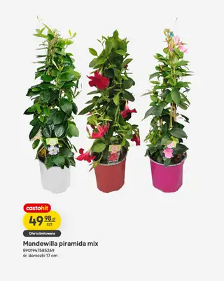 Castorama - gazetka promocyjna Ogród od środy 27.05 do wtorku 09.06 - strona 15