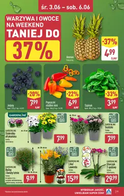 Aldi - gazetka promocyjna Pełny katalog! od poniedziałku 01.06 do soboty 06.06 - strona 31