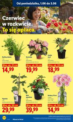 Lidl - gazetka promocyjna Oferta od poniedziałku od poniedziałku 01.06 do środy 03.06 - strona 106