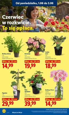 Lidl - gazetka promocyjna Oferta od poniedziałku od poniedziałku 01.06 do środy 03.06 - strona 106