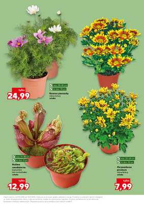 Kaufland - gazetka promocyjna Oferta Kaufland - Ogród od środy 03.06 do środy 10.06 - strona 11