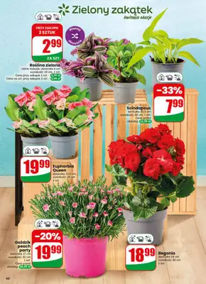 Dino - gazetka promocyjna Gazetka 24 / 2026 od środy 10.06 do wtorku 16.06 - strona 66