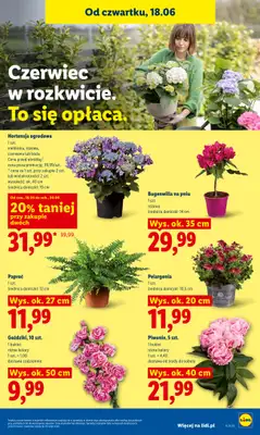 Lidl - gazetka promocyjna Oferta od czwartku od czwartku 18.06 do soboty 20.06 - strona 81