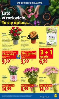 Lidl - gazetka promocyjna Oferta od poniedziałku od poniedziałku 22.06 do środy 24.06 - strona 87