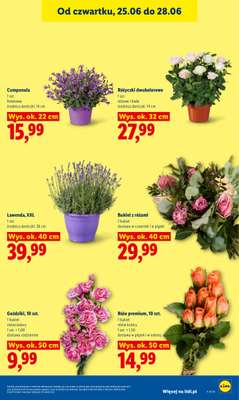 Lidl - gazetka promocyjna Oferta od czwartku od czwartku 25.06 do niedzieli 28.06 - strona 41