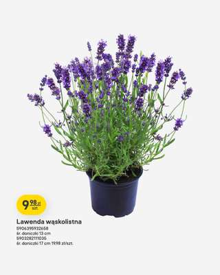 Castorama - gazetka promocyjna Ogród od środy 24.06 do wtorku 07.07 - strona 7