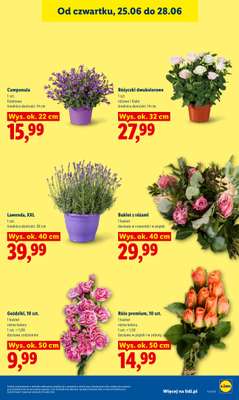 Lidl - gazetka promocyjna Oferta od czwartku od czwartku 25.06 do niedzieli 28.06 - strona 43