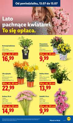 Lidl - gazetka promocyjna Oferta od poniedziałku od poniedziałku 13.07 do środy 15.07 - strona 87