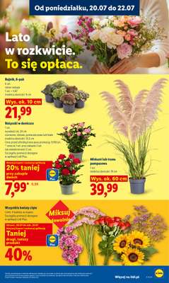 Lidl - gazetka promocyjna Oferta od poniedziałku od poniedziałku 20.07 do środy 22.07 - strona 99