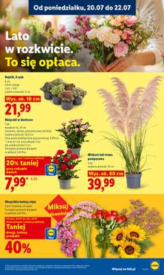 Lidl - gazetka promocyjna Oferta od poniedziałku od poniedziałku 20.07 do środy 22.07 - strona 99