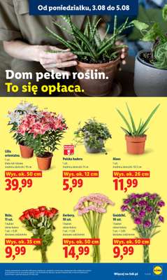 Lidl - gazetka promocyjna Oferta od poniedziałku od poniedziałku 03.08 do środy 05.08 - strona 91