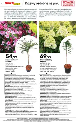 Bricomarche - gazetka promocyjna Jesienne inspiracje od poniedziałku 17.08 do soboty 31.10 - strona 38