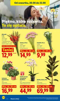 Lidl - gazetka promocyjna Oferta od czwartku od czwartku 20.08 do soboty 22.08 - strona 96