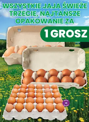 Dino - gazetka promocyjna Weekendowe okazje od piątku 21.08 do soboty 22.08 - strona 7