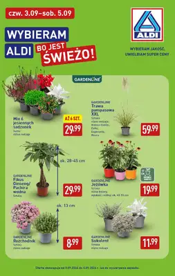 Aldi - gazetka promocyjna Pełny katalog! od poniedziałku 31.08 do soboty 05.09 - strona 39