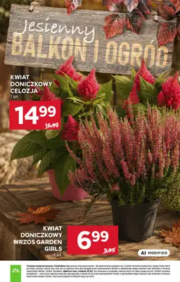 Stokrotka - gazetka promocyjna Gazetka Market od czwartku 03.09 do środy 09.09 - strona 15