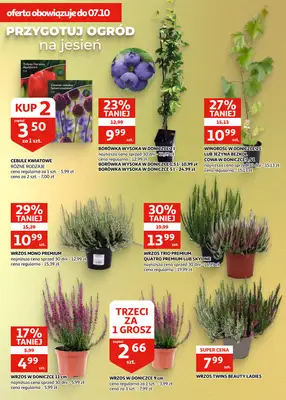 Auchan - gazetka promocyjna Gazetka Zielona Góra I Soczysta jesień: czas na zbiory! od środy 09.09 do wtorku 22.09 - strona 25