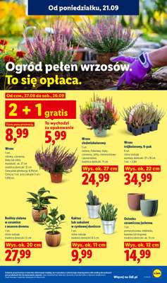Lidl - gazetka promocyjna Oferta od poniedziałku od poniedziałku 21.09 do środy 23.09 - strona 91