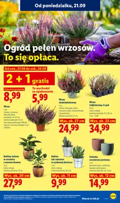 Lidl - gazetka promocyjna Oferta od poniedziałku od poniedziałku 21.09 do środy 23.09 - strona 91