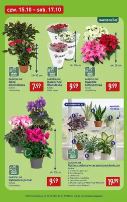 Aldi - gazetka promocyjna Weekend super cen w Aldi! od czwartku 15.10 do soboty 17.10 - strona 7