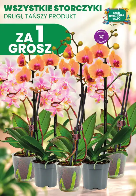 Dino - gazetka promocyjna Weekendowe okazje od piątku 09.10 do soboty 10.10 - strona 3