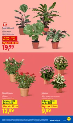 Lidl - gazetka promocyjna Od poniedziałku od poniedziałku 12.10 do środy 14.10 - strona 9
