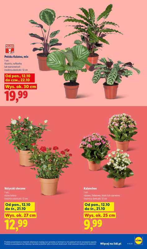 Lidl - gazetka promocyjna Od poniedziałku od poniedziałku 12.10 do środy 14.10 - strona 9