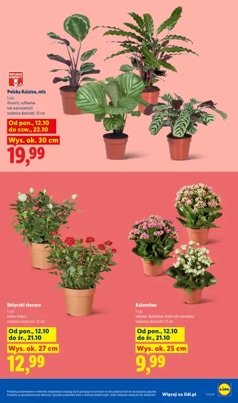 Lidl - gazetka promocyjna Od poniedziałku od poniedziałku 12.10 do środy 14.10 - strona 9