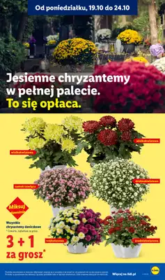 Lidl - gazetka promocyjna Oferta od poniedziałku od poniedziałku 19.10 do środy 21.10 - strona 97