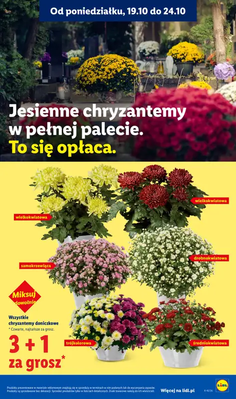 Lidl - gazetka promocyjna Oferta od poniedziałku od poniedziałku 19.10 do środy 21.10 - strona 97