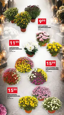 LEWIATAN - gazetka promocyjna Mamy TO w Lewiatanie – woj. opolskie od czwartku 22.10 do soboty 31.10 - strona 15
