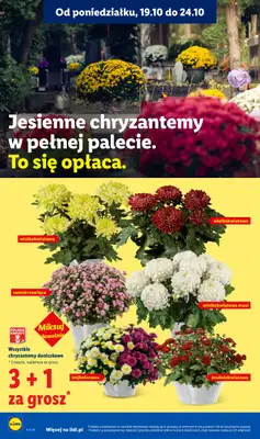 Lidl - gazetka promocyjna Oferta od czwartku od czwartku 22.10 do soboty 24.10 - strona 104