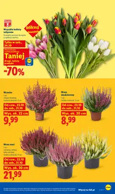 Lidl - gazetka promocyjna Oferta od czwartku od czwartku 22.10 do soboty 24.10 - strona 105