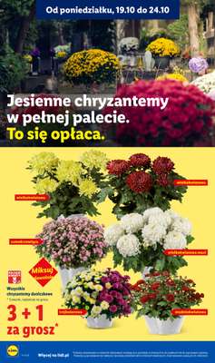 Lidl - gazetka promocyjna Oferta od czwartku od czwartku 22.10 do soboty 24.10 - strona 104