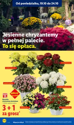 Lidl - gazetka promocyjna Oferta od czwartku od czwartku 22.10 do soboty 24.10 - strona 104