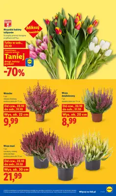 Lidl - gazetka promocyjna Oferta od czwartku od czwartku 22.10 do soboty 24.10 - strona 105