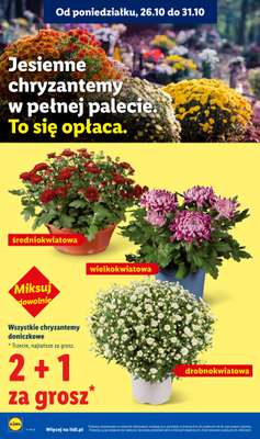 Lidl - gazetka promocyjna Oferta od poniedziałku od poniedziałku 26.10 do środy 28.10 - strona 46