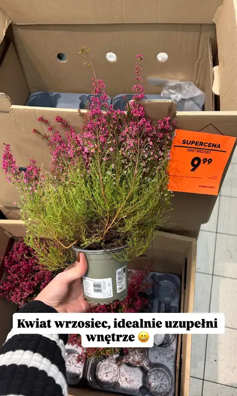 Biedronka - gazetka promocyjna Zakupowe Inspiracje w Biedronce   - strona 3
