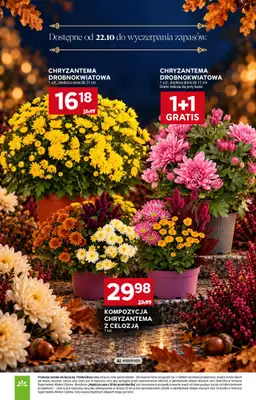 Stokrotka - gazetka promocyjna Katalog Znicze od czwartku 29.10 do środy 04.11 - strona 16