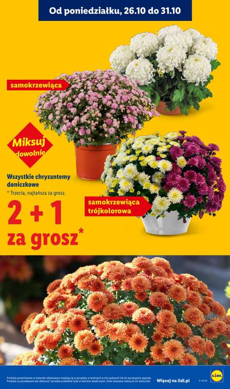 Lidl - gazetka promocyjna Oferta od czwartku od czwartku 29.10 do soboty 31.10 - strona 5