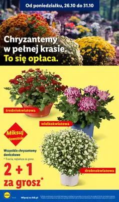 Lidl - gazetka promocyjna Oferta od czwartku od czwartku 29.10 do soboty 31.10 - strona 4